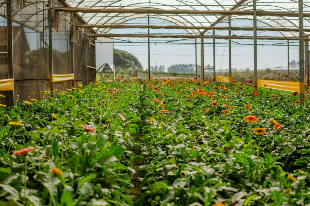 Lush greenhouse filled with colorful blooming flowers, perfect for vibrant agricultural scenes.