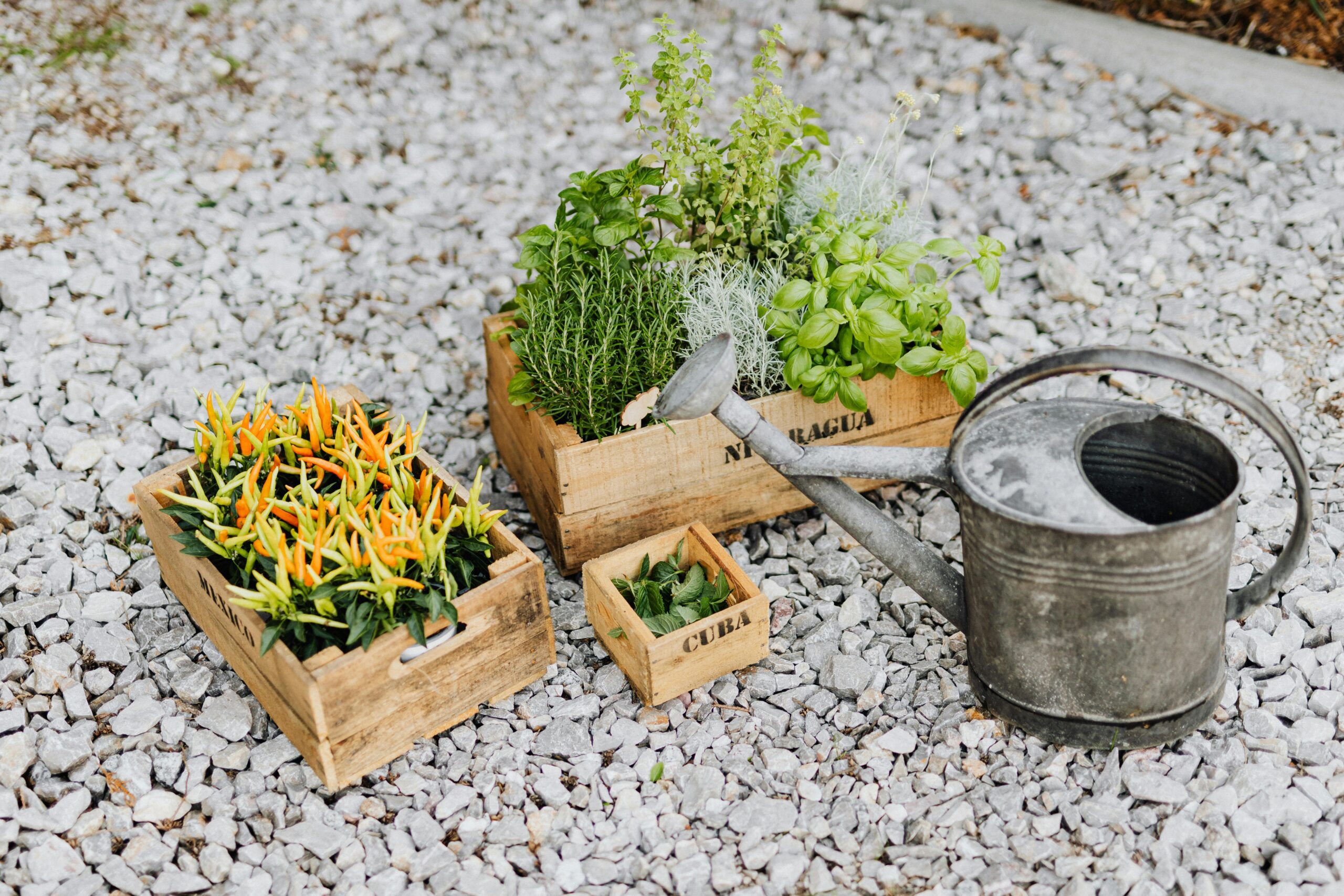 Wooden crates with herbs and a metal watering can on gravel.