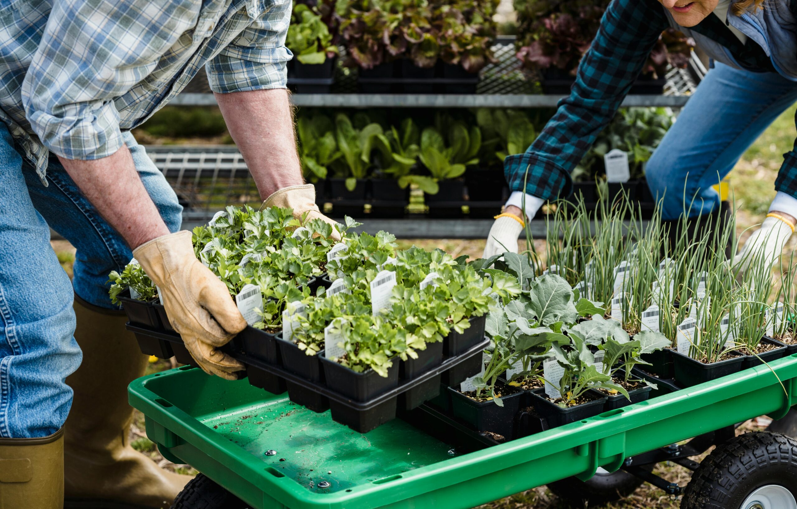 Farmers arranging trays of vegetable seedlings on a green cart in a garden.
